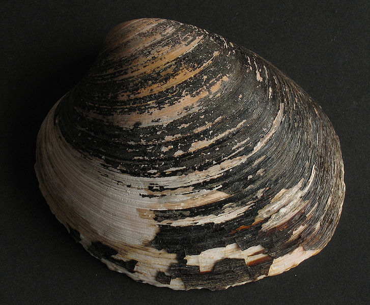 Arctic clam (quahog)