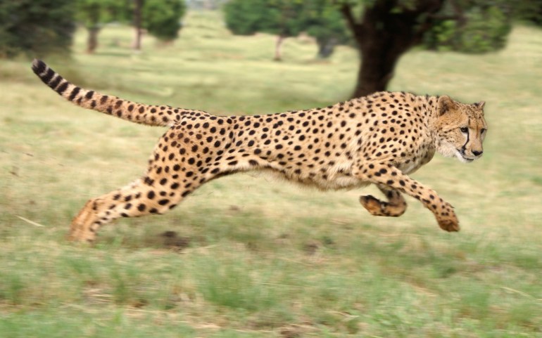 Cheetah
