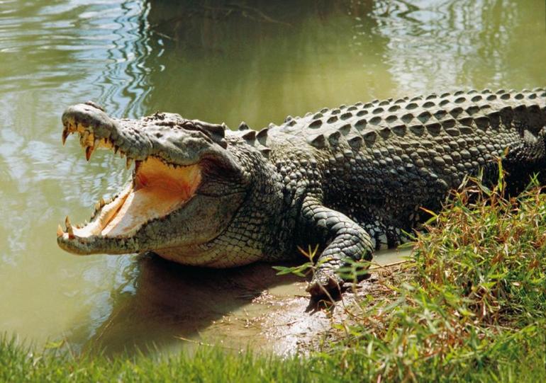 Crocodile