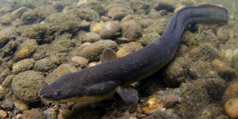 Eel
