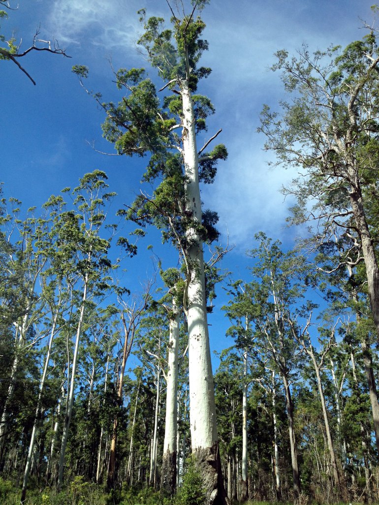 Eucalyptus tree