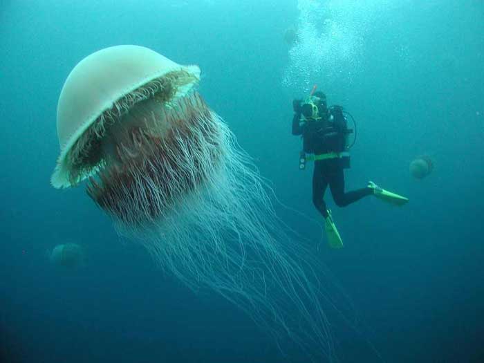 Giant jellyfish