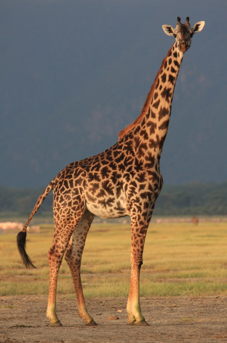 Giraffe
