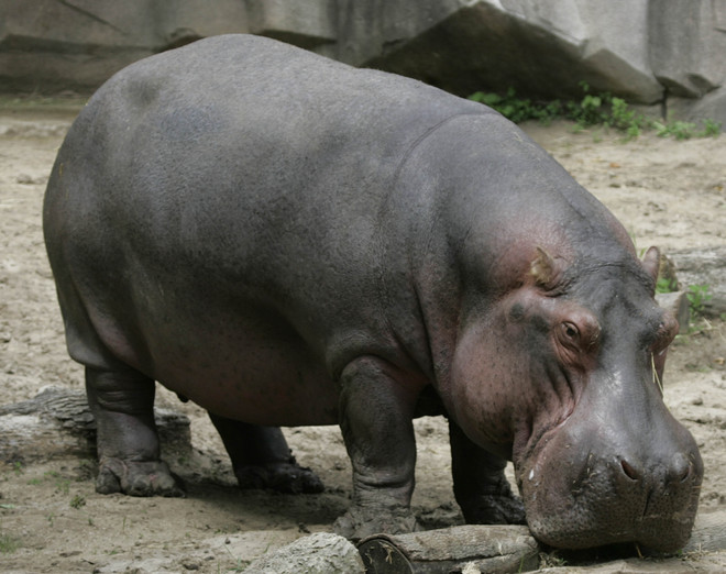 Hippopotamus