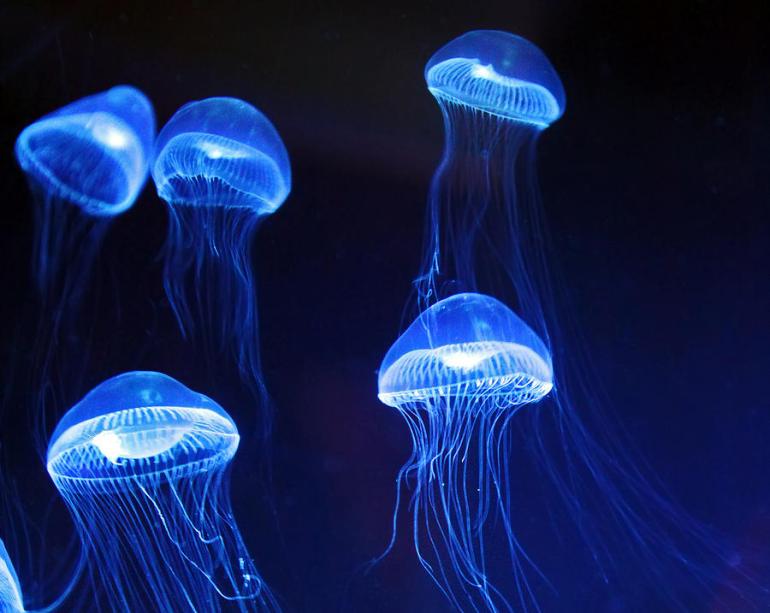 Jellyfish