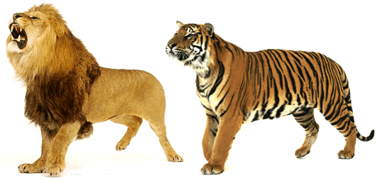 Lion vs Tiger