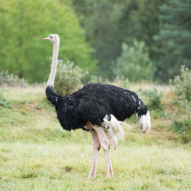 Ostrich