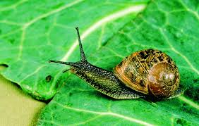 Snail