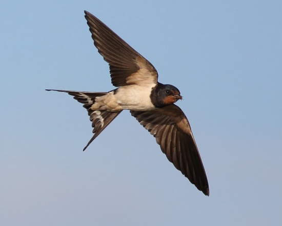 Swallow
