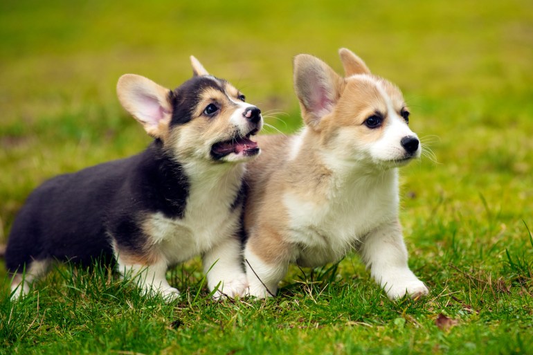 Gin and Gu (Welsh Corgis)