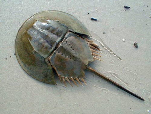 Horseshoe Crab