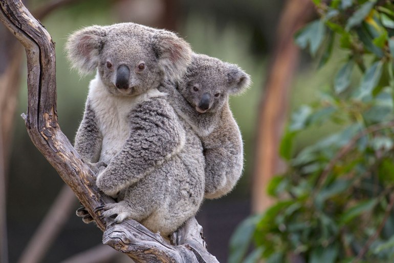Koala