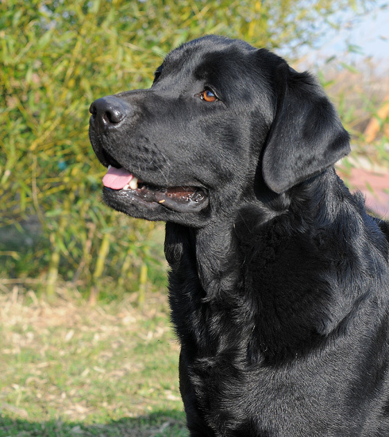 Labrador