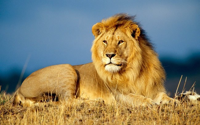 Lion, Zambia