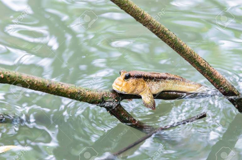 Mudskipper