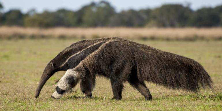 Giant Anteater
