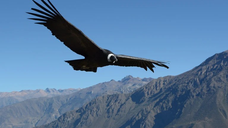 Condor